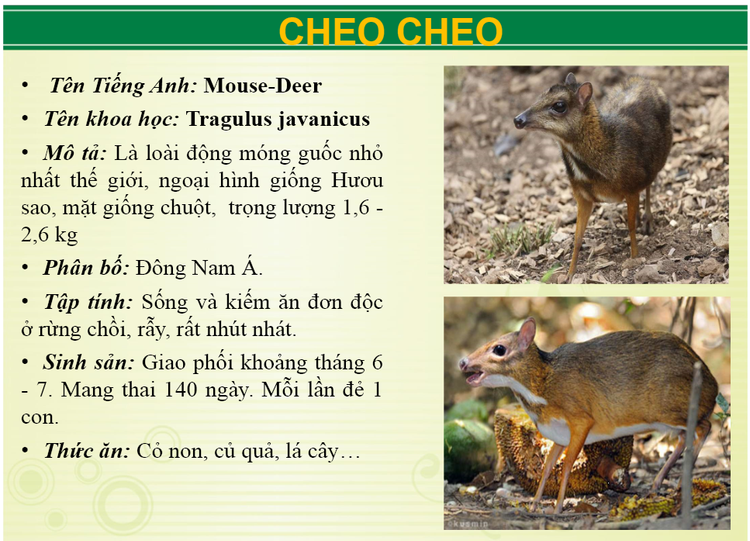 Ngoai ho bao khu du lich Vuon Xoai con nuoi nhung loai 'khung' nao?-Hinh-9