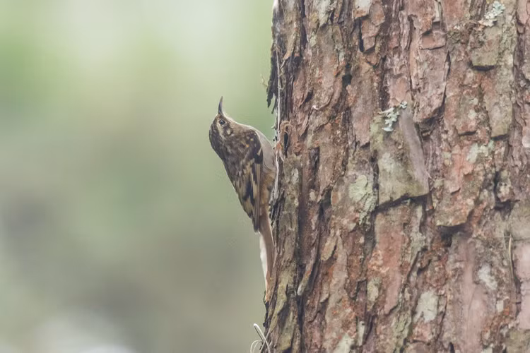 Soi loai chim ten duoi cung, co tap tinh ly thu cua Viet Nam-Hinh-4