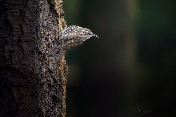 Soi loai chim ten duoi cung, co tap tinh ly thu cua Viet Nam