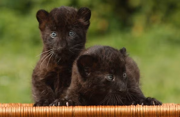 Con bao den chet o Dong Nai co phai loai quy hiem?-Hinh-11