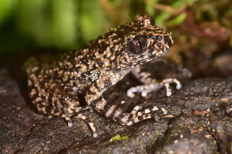 Can canh loai coc dac huu moi duoc phat hien o Viet Nam