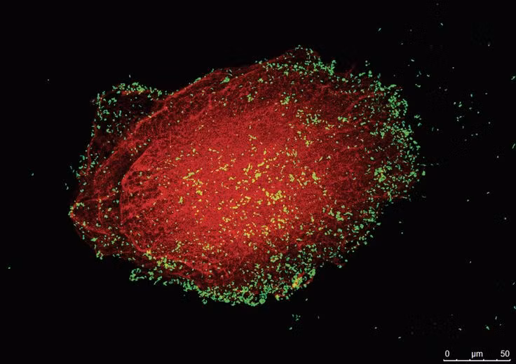 Bat ngo voi hang loat gia thuyet ve nguon goc su song-Hinh-11