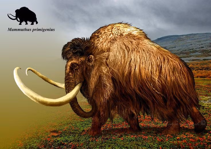 1. Ma mút lông dài có bộ lông dày hai lớp. Bộ lông ngoài của voi ma mút lông dài thô và dài, trong khi lớp lông lót ngắn và mịn giúp giữ ấm hiệu quả trong khí hậu lạnh khắc nghiệt. Ảnh: Pinterest.