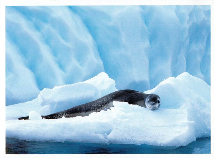 Tiet lo cuc soc ve loai hai cau tan bao nhat the gioi-Hinh-4