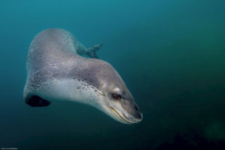 Tiet lo cuc soc ve loai hai cau tan bao nhat the gioi-Hinh-6