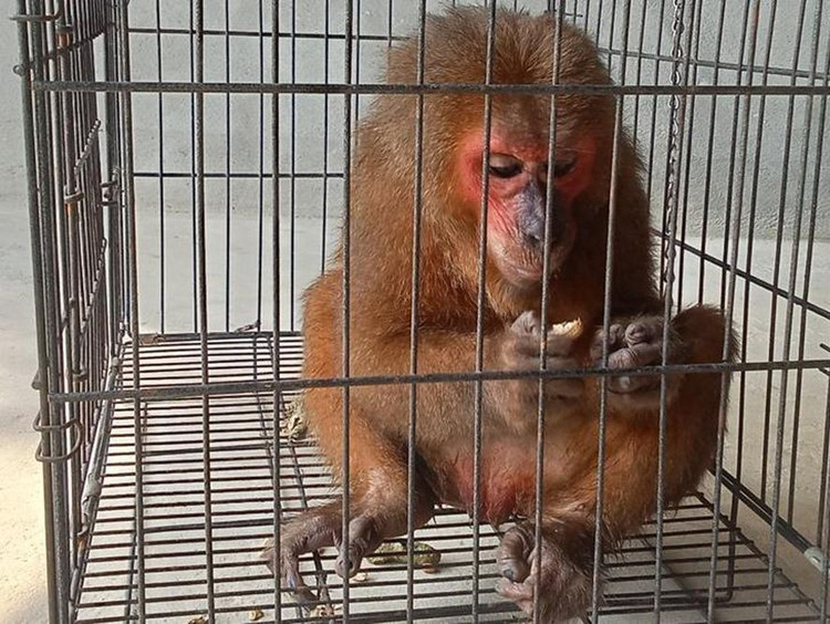 Cá thể khỉ mặt đỏ quý hiếm...