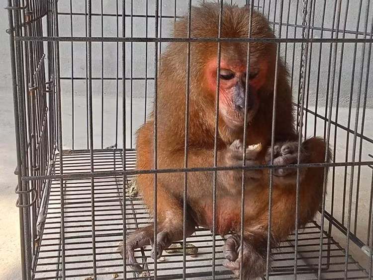 Cá thể khỉ mặt đỏ quý hiếm...