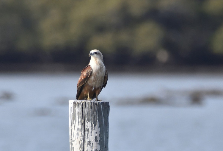 Can canh loai chim san moi dep nhat cua Viet Nam-Hinh-4