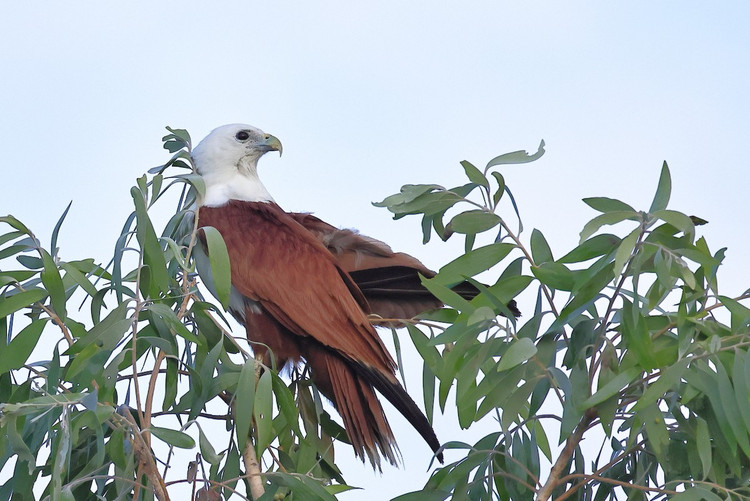 Can canh loai chim san moi dep nhat cua Viet Nam-Hinh-7