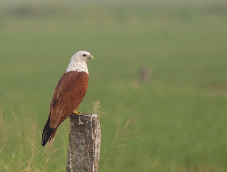 Can canh loai chim san moi dep nhat cua Viet Nam-Hinh-6