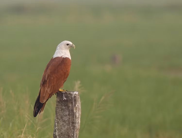 Can canh loai chim san moi dep nhat cua Viet Nam-Hinh-6