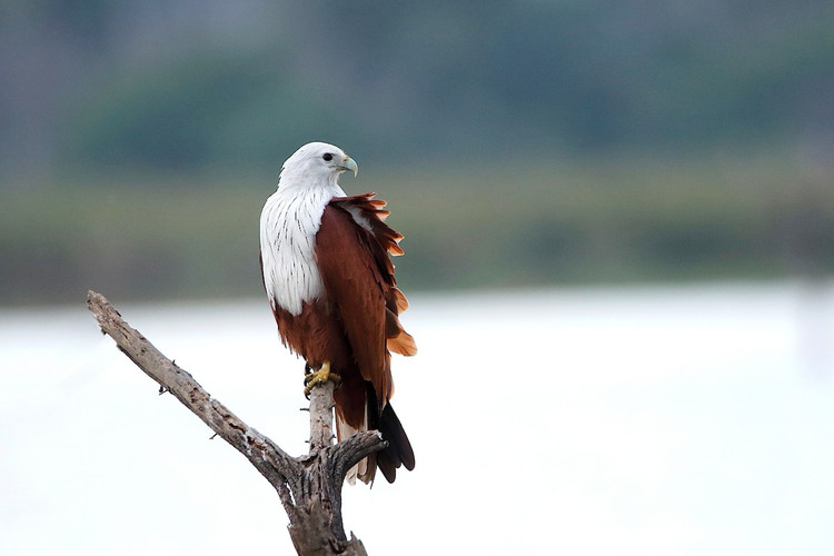 Can canh loai chim san moi dep nhat cua Viet Nam-Hinh-5