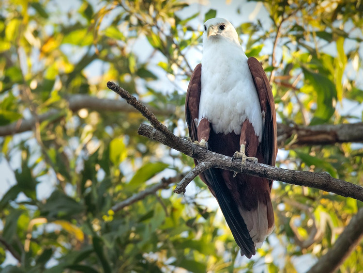 Can canh loai chim san moi dep nhat cua Viet Nam-Hinh-2