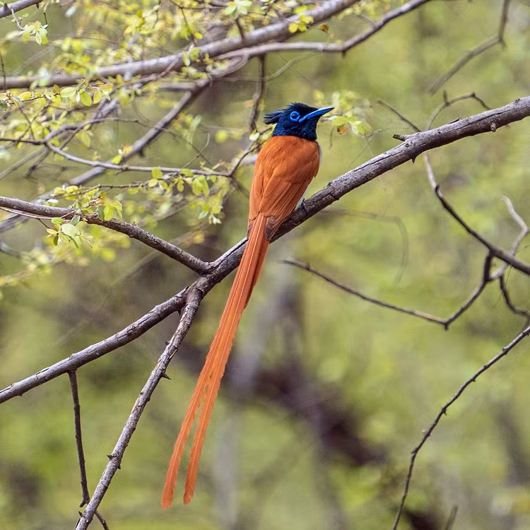 Ngan nguoi ngam ve dep cua chim thien duong duoi phuon Viet Nam-Hinh-2