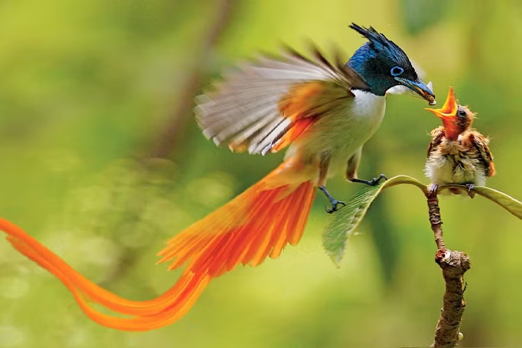 Ngan nguoi ngam ve dep cua chim thien duong duoi phuon Viet Nam-Hinh-9