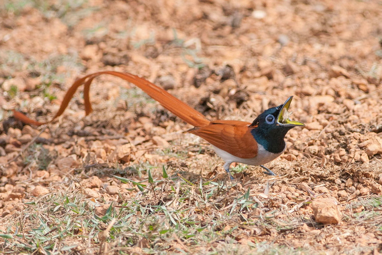 Ngan nguoi ngam ve dep cua chim thien duong duoi phuon Viet Nam-Hinh-3