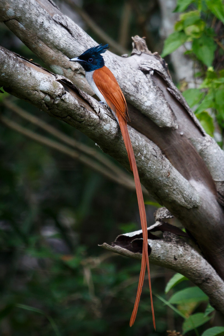Ngan nguoi ngam ve dep cua chim thien duong duoi phuon Viet Nam-Hinh-4