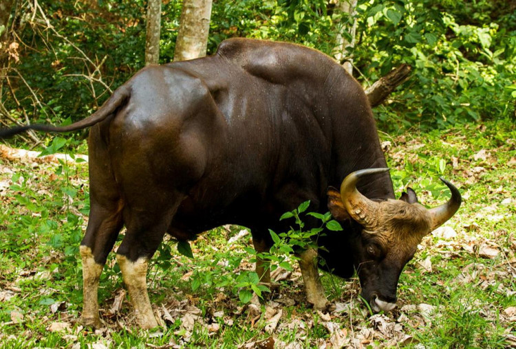 7 loai trau bo hoang da cua Viet Nam: Co loai hiem nhu ky lan!-Hinh-2