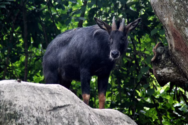 7 loai trau bo hoang da cua Viet Nam: Co loai hiem nhu ky lan!-Hinh-6