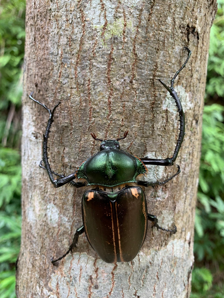 12 loai bo canh cung co ve ngoai cuc an tuong cua Viet Nam-Hinh-4