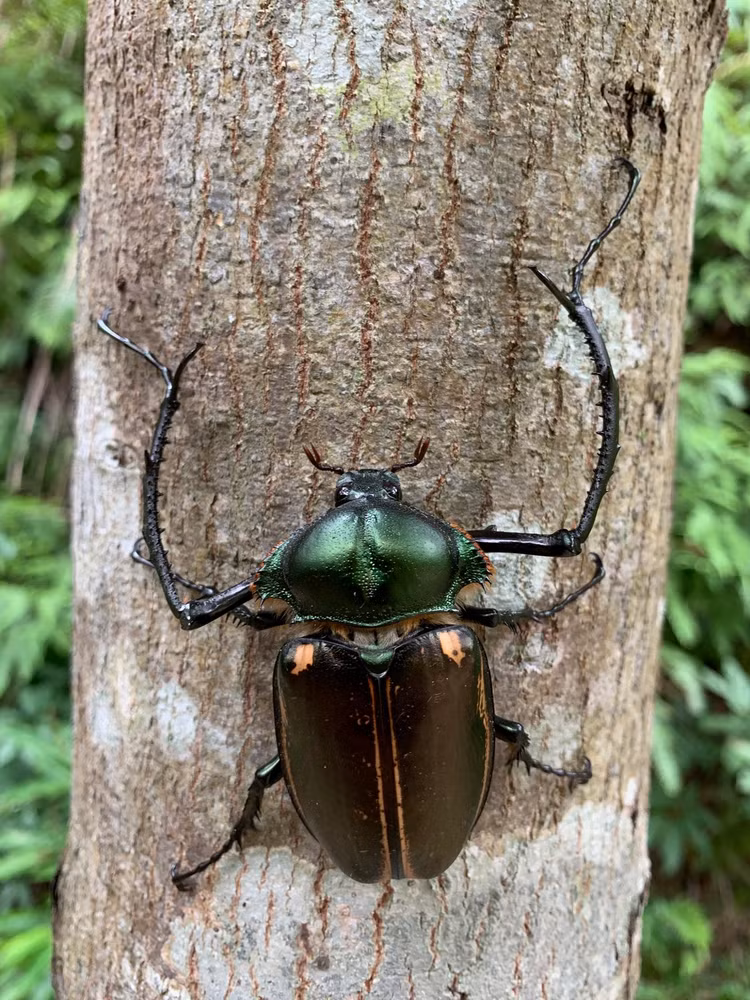 12 loai bo canh cung co ve ngoai cuc an tuong cua Viet Nam-Hinh-4