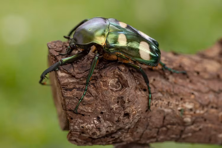 12 loai bo canh cung co ve ngoai cuc an tuong cua Viet Nam-Hinh-12