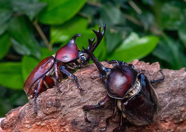 12 loai bo canh cung co ve ngoai cuc an tuong cua Viet Nam-Hinh-2