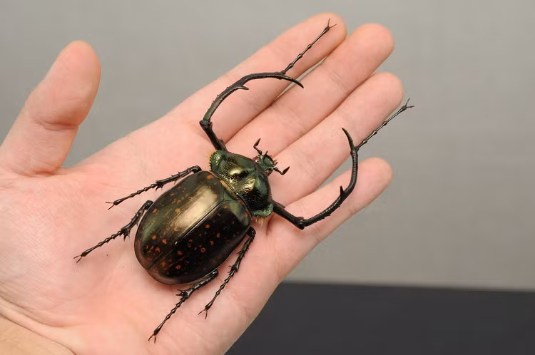 12 loai bo canh cung co ve ngoai cuc an tuong cua Viet Nam-Hinh-5