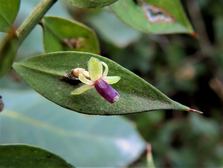 Soi loai cay sieu ky quai co qua moc tu la, cuc nhieu cong dung-Hinh-3
