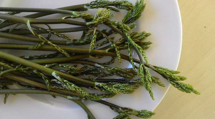 Soi loai cay sieu ky quai co qua moc tu la, cuc nhieu cong dung-Hinh-10