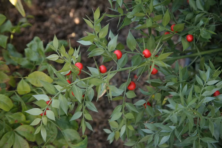 Soi loai cay sieu ky quai co qua moc tu la, cuc nhieu cong dung-Hinh-2