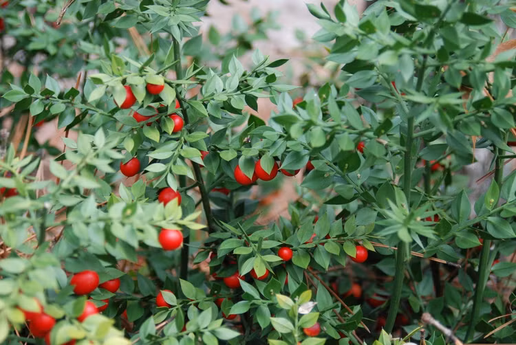 Soi loai cay sieu ky quai co qua moc tu la, cuc nhieu cong dung-Hinh-9