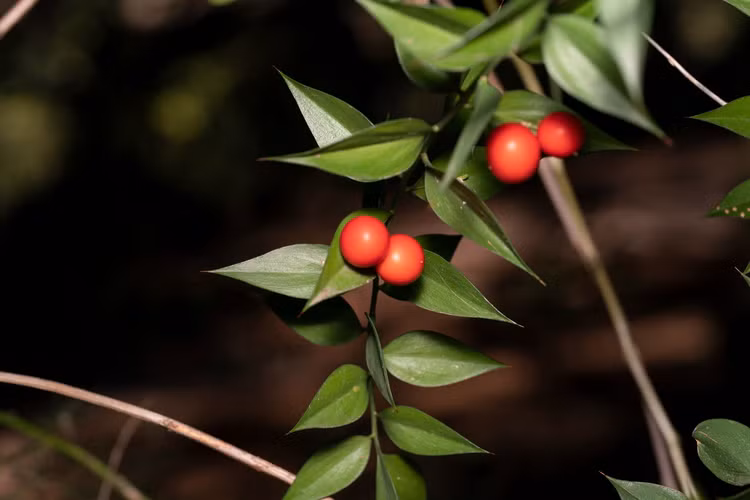 Soi loai cay sieu ky quai co qua moc tu la, cuc nhieu cong dung-Hinh-4