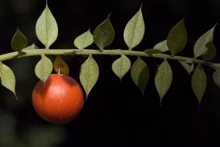 Soi loai cay sieu ky quai co qua moc tu la, cuc nhieu cong dung-Hinh-5