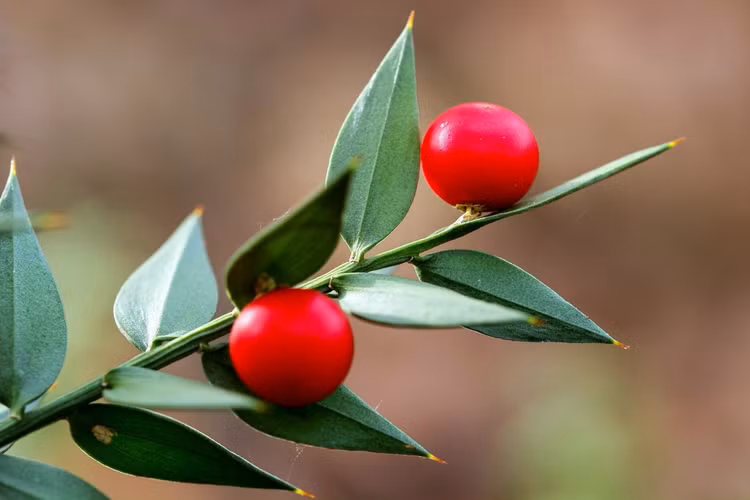 Soi loai cay sieu ky quai co qua moc tu la, cuc nhieu cong dung-Hinh-8