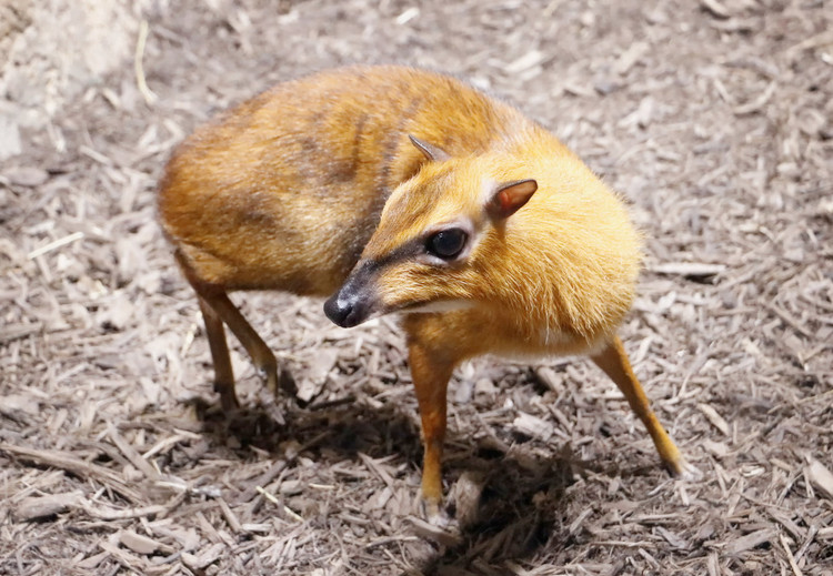 10 loai huou nai quy hiem nhat Viet Nam: 2 loai phat hien chan dong-Hinh-10