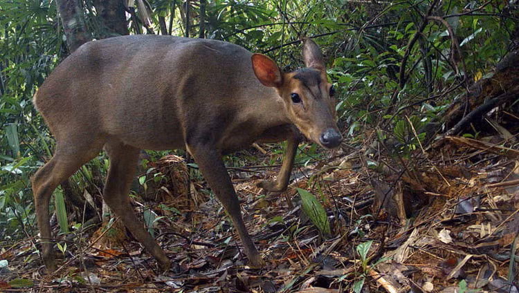 10 loai huou nai quy hiem nhat Viet Nam: 2 loai phat hien chan dong-Hinh-6