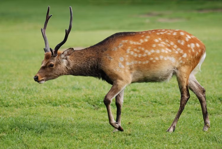 10 loai huou nai quy hiem nhat Viet Nam: 2 loai phat hien chan dong-Hinh-3