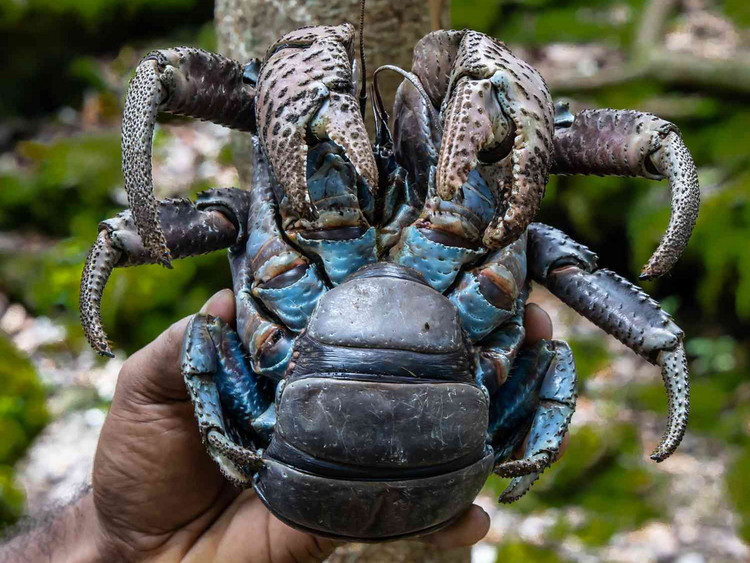 Điều khó tin về loài chân khớp sống trên cạn lớn nhất Trái Đất - Hình 5 Dieu kho tin ve loai chan khop song tren can lon nhat Trai Dat-Hinh-5