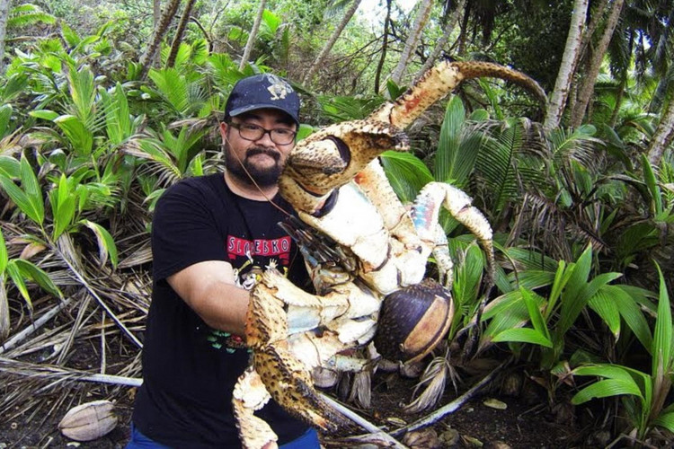 Điều khó tin về loài chân khớp sống trên cạn lớn nhất Trái Đất - Hình 12 Dieu kho tin ve loai chan khop song tren can lon nhat Trai Dat-Hinh-12