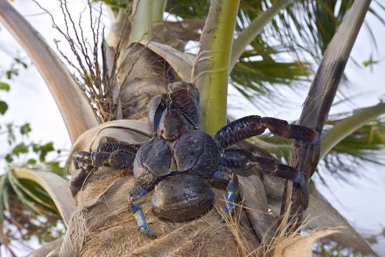 Dieu kho tin ve loai chan khop song tren can lon nhat Trai Dat-Hinh-10