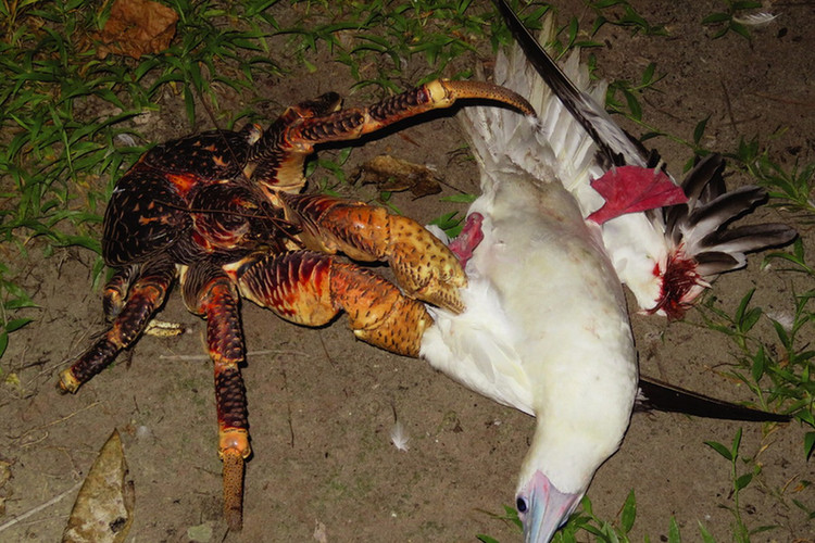 Điều khó tin về loài chân khớp sống trên cạn lớn nhất Trái Đất - Hình 9 Dieu kho tin ve loai chan khop song tren can lon nhat Trai Dat-Hinh-9