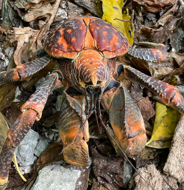 Điều khó tin về loài chân khớp sống trên cạn lớn nhất Trái Đất - Hình 2 Dieu kho tin ve loai chan khop song tren can lon nhat Trai Dat-Hinh-2