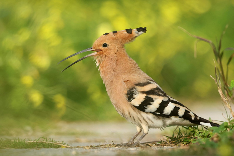 Me man ve dep hang top the gioi cua chim dau riu Viet Nam-Hinh-6