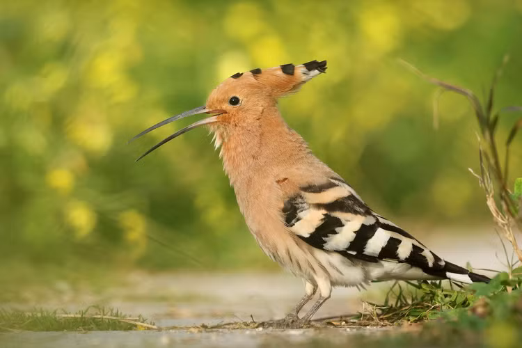 Me man ve dep hang top the gioi cua chim dau riu Viet Nam-Hinh-6