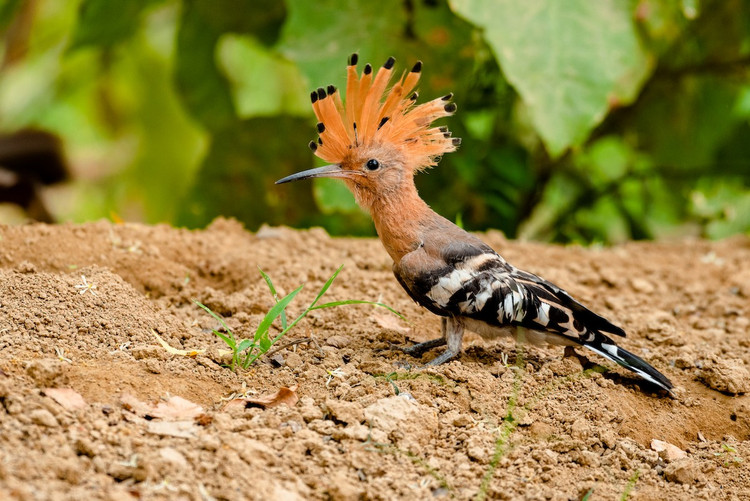 Me man ve dep hang top the gioi cua chim dau riu Viet Nam-Hinh-9