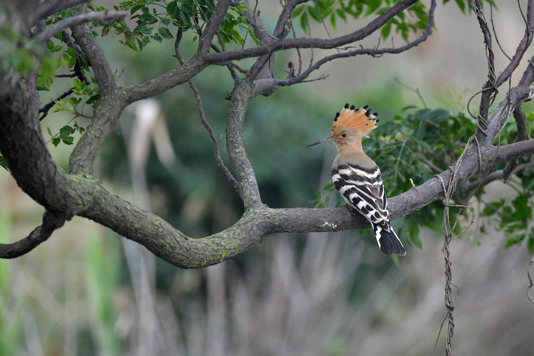 Me man ve dep hang top the gioi cua chim dau riu Viet Nam-Hinh-10