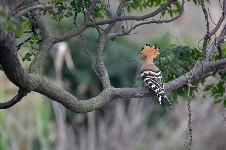 Me man ve dep hang top the gioi cua chim dau riu Viet Nam-Hinh-10