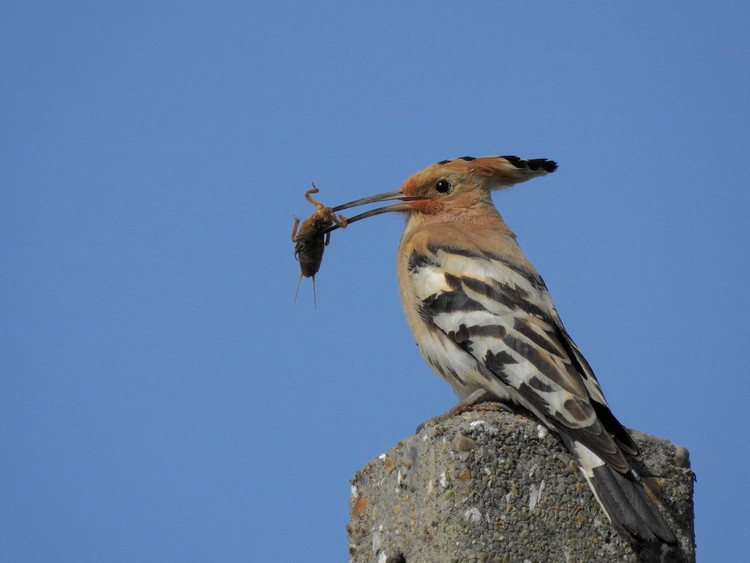 Me man ve dep hang top the gioi cua chim dau riu Viet Nam-Hinh-5