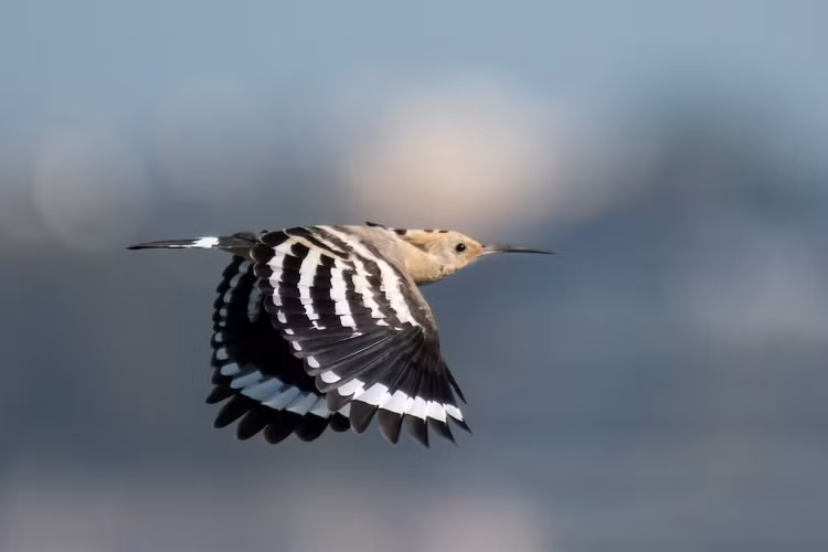 Me man ve dep hang top the gioi cua chim dau riu Viet Nam-Hinh-11